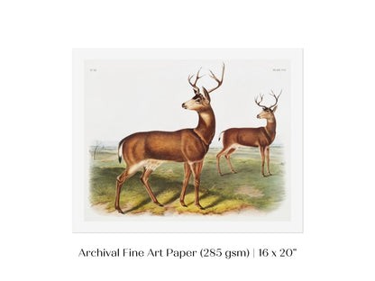 Columbian Black - tailed Deer | P72 - Single Art Prints - Piccolo Fiore Prints