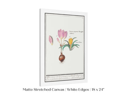 Crocus Illustration | P53 - Single Art Prints - Piccolo Fiore Prints