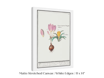 Crocus Illustration | P53 - Single Art Prints - Piccolo Fiore Prints