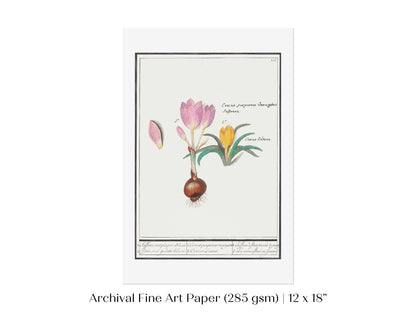 Crocus Illustration | P53 - Single Art Prints - Piccolo Fiore Prints