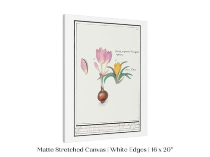 Crocus Illustration | P53 - Single Art Prints - Piccolo Fiore Prints