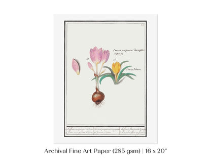 Crocus Illustration | P53 - Single Art Prints - Piccolo Fiore Prints