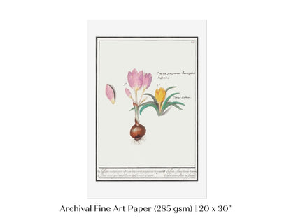 Crocus Illustration | P53 - Single Art Prints - Piccolo Fiore Prints