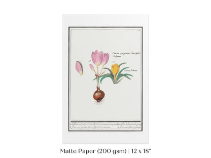 Crocus Illustration | P53 - Single Art Prints - Piccolo Fiore Prints