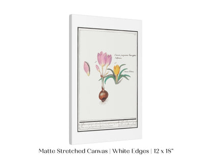 Crocus Illustration | P53 - Single Art Prints - Piccolo Fiore Prints