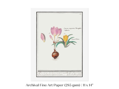 Crocus Illustration | P53 - Single Art Prints - Piccolo Fiore Prints