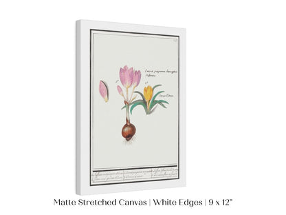 Crocus Illustration | P53 - Single Art Prints - Piccolo Fiore Prints