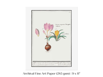 Crocus Illustration | P53 - Single Art Prints - Piccolo Fiore Prints