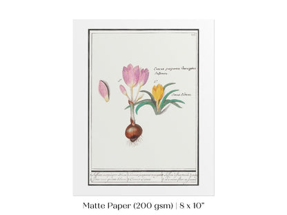 Crocus Illustration | P53 - Single Art Prints - Piccolo Fiore Prints