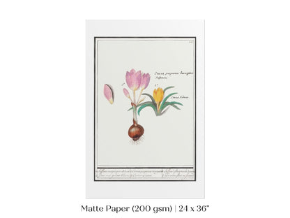 Crocus Illustration | P53 - Single Art Prints - Piccolo Fiore Prints