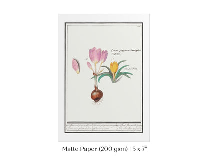 Crocus Illustration | P53 - Single Art Prints - Piccolo Fiore Prints