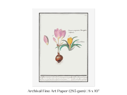Crocus Illustration | P53 - Single Art Prints - Piccolo Fiore Prints