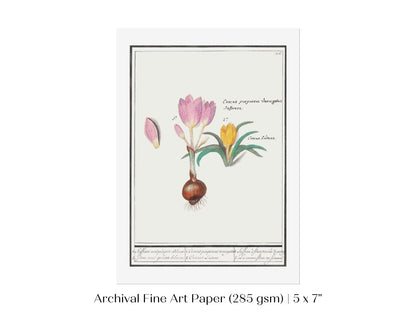 Crocus Illustration | P53 - Single Art Prints - Piccolo Fiore Prints