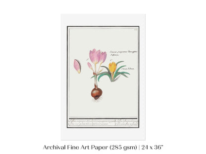 Crocus Illustration | P53 - Single Art Prints - Piccolo Fiore Prints