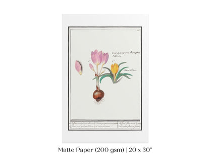 Crocus Illustration | P53 - Single Art Prints - Piccolo Fiore Prints