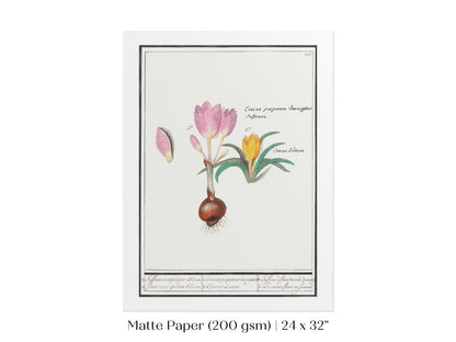 Crocus Illustration | P53 - Single Art Prints - Piccolo Fiore Prints