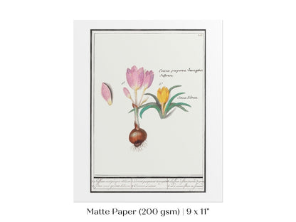 Crocus Illustration | P53 - Single Art Prints - Piccolo Fiore Prints