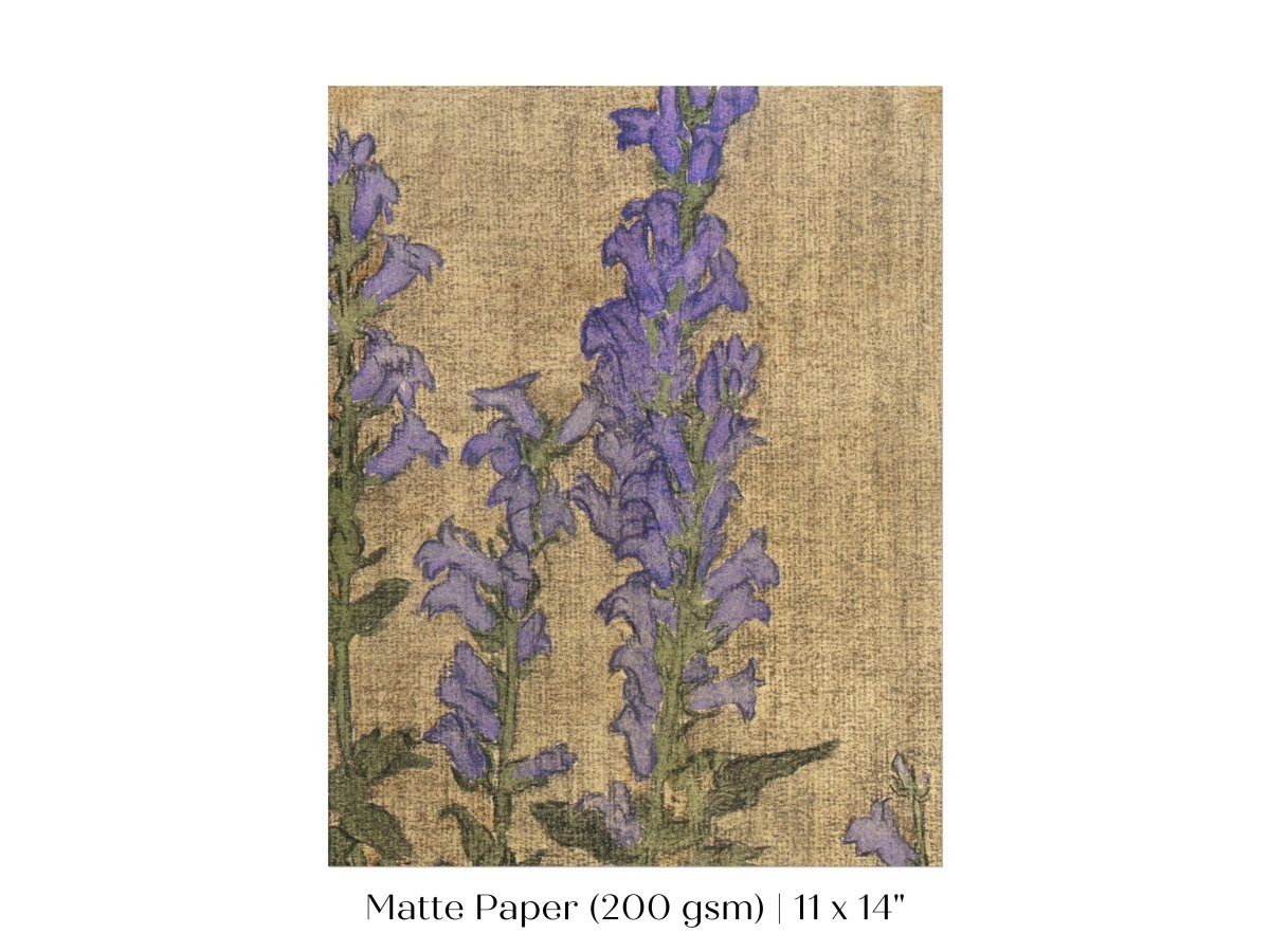 Delphinium | P276 - Single Art Prints - Piccolo Fiore Prints