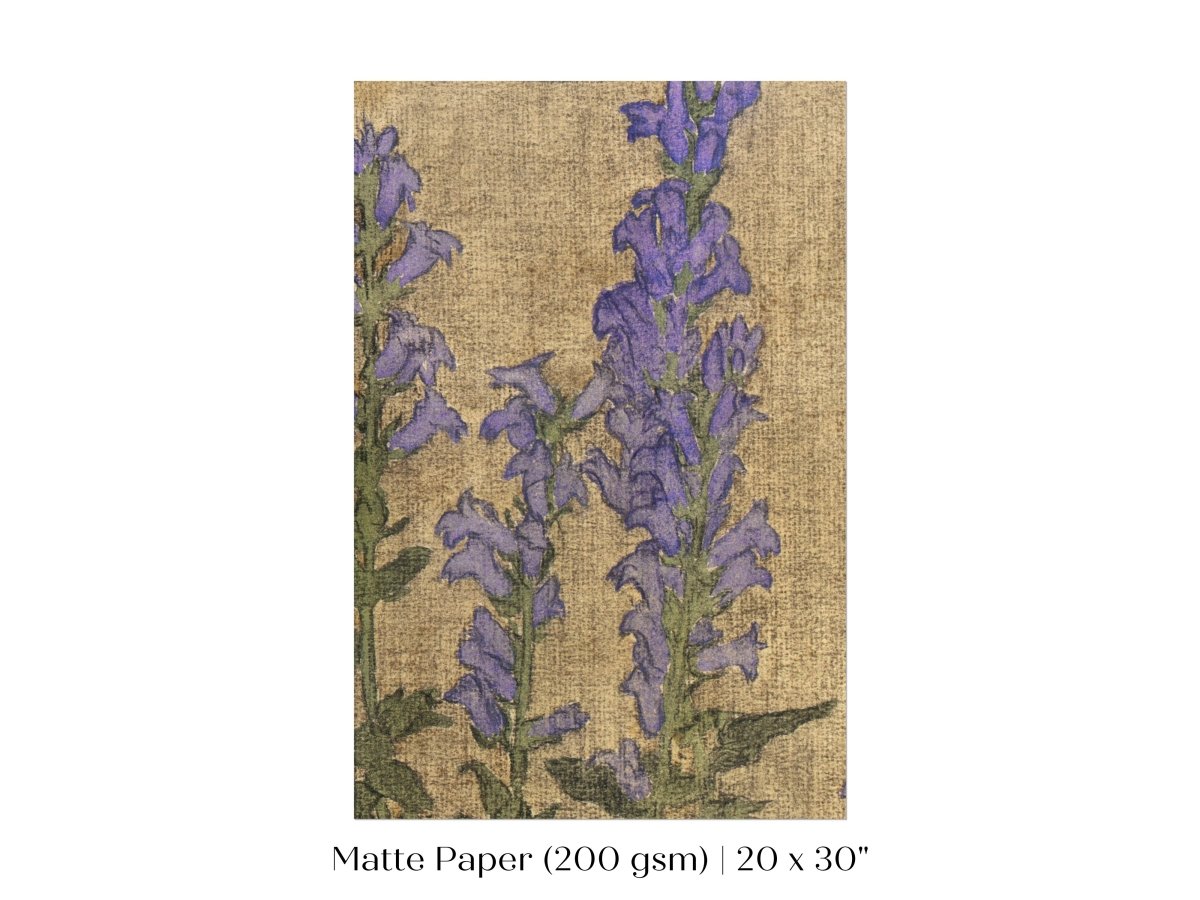 Delphinium | P276 - Single Art Prints - Piccolo Fiore Prints
