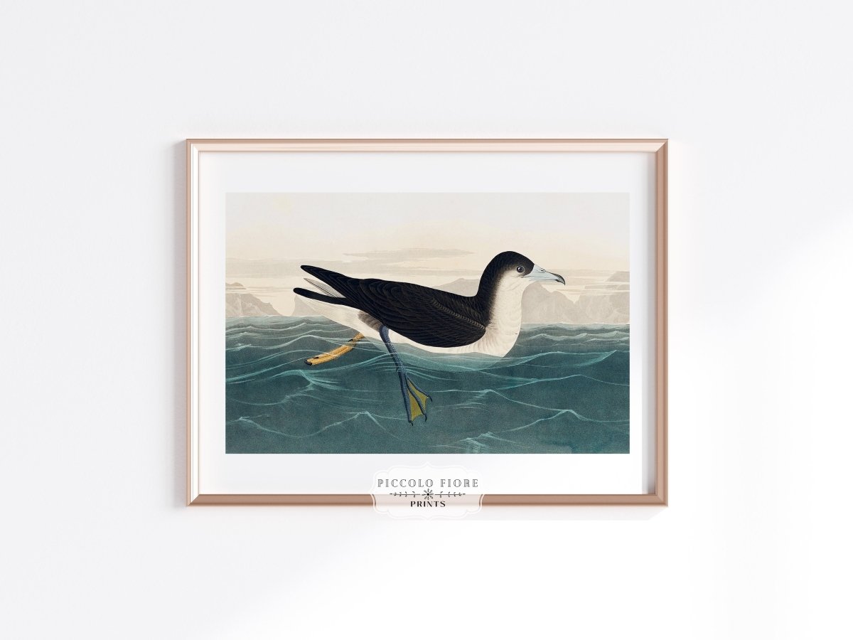 Dusky Petrel | P62 - Single Art Prints - Piccolo Fiore Prints