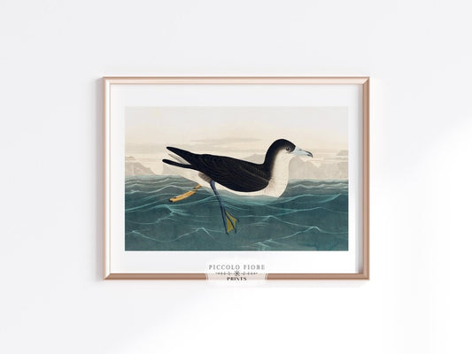 Dusky Petrel | P62 - Single Art Prints - Piccolo Fiore Prints