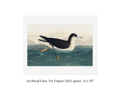 Dusky Petrel | P62 - Single Art Prints - Piccolo Fiore Prints