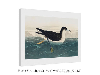 Dusky Petrel | P62 - Single Art Prints - Piccolo Fiore Prints