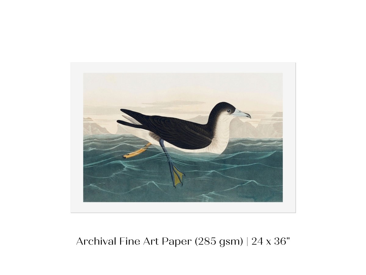 Dusky Petrel | P62 - Single Art Prints - Piccolo Fiore Prints