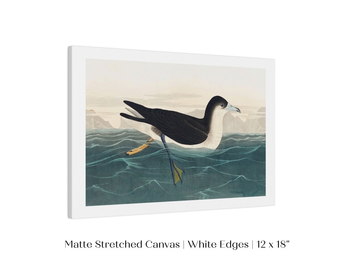 Dusky Petrel | P62 - Single Art Prints - Piccolo Fiore Prints