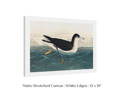 Dusky Petrel | P62 - Single Art Prints - Piccolo Fiore Prints