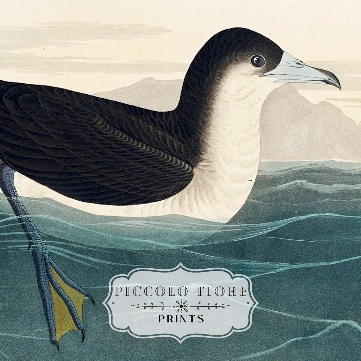 Dusky Petrel | P62 - Single Art Prints - Piccolo Fiore Prints