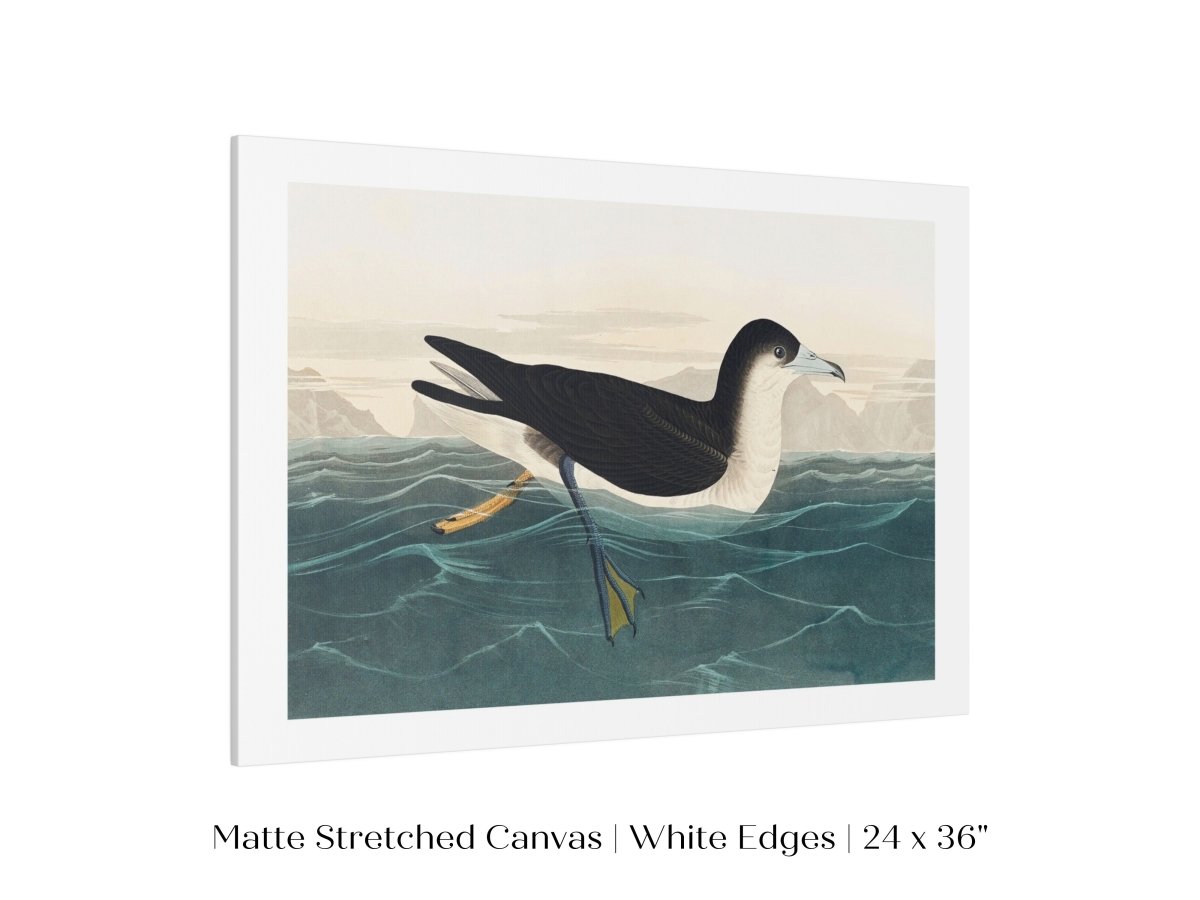 Dusky Petrel | P62 - Single Art Prints - Piccolo Fiore Prints