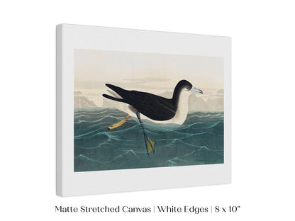 Dusky Petrel | P62 - Single Art Prints - Piccolo Fiore Prints