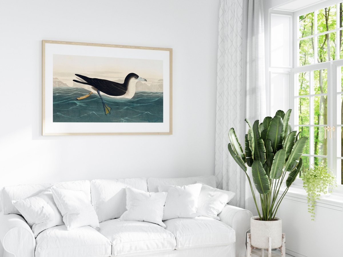 Dusky Petrel | P62 - Single Art Prints - Piccolo Fiore Prints