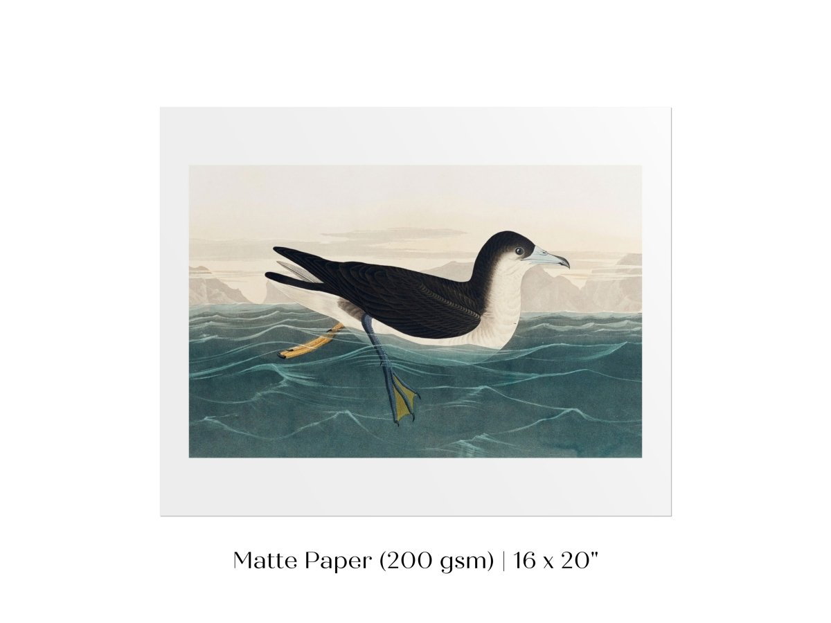 Dusky Petrel | P62 - Single Art Prints - Piccolo Fiore Prints