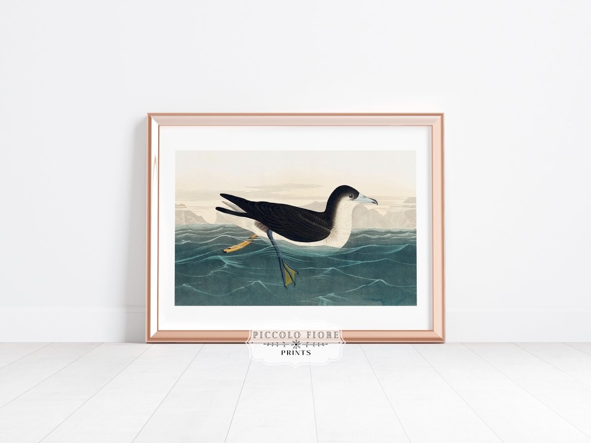Dusky Petrel | P62 - Single Art Prints - Piccolo Fiore Prints
