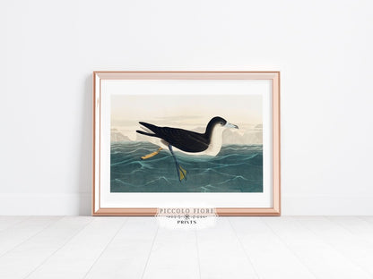 Dusky Petrel | P62 - Single Art Prints - Piccolo Fiore Prints
