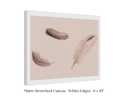 Feather Study | P389 - Single Art Prints - Piccolo Fiore Prints