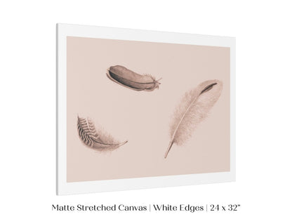 Feather Study | P389 - Single Art Prints - Piccolo Fiore Prints