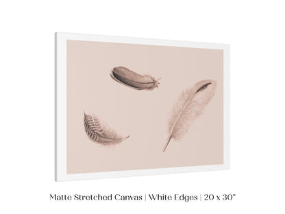 Feather Study | P389 - Single Art Prints - Piccolo Fiore Prints