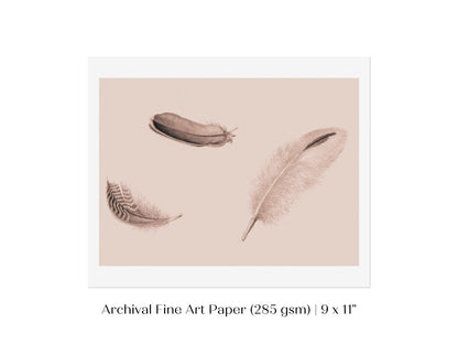 Feather Study | P389 - Single Art Prints - Piccolo Fiore Prints