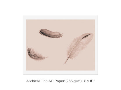 Feather Study | P389 - Single Art Prints - Piccolo Fiore Prints