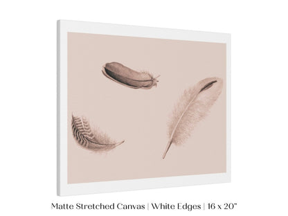 Feather Study | P389 - Single Art Prints - Piccolo Fiore Prints