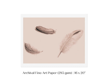Feather Study | P389 - Single Art Prints - Piccolo Fiore Prints