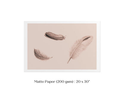 Feather Study | P389 - Single Art Prints - Piccolo Fiore Prints