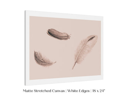 Feather Study | P389 - Single Art Prints - Piccolo Fiore Prints
