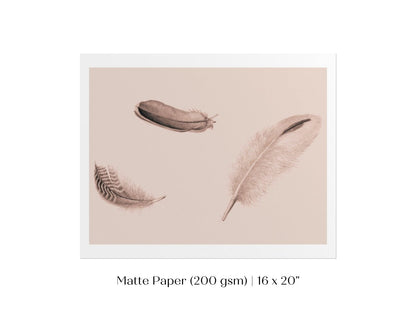 Feather Study | P389 - Single Art Prints - Piccolo Fiore Prints