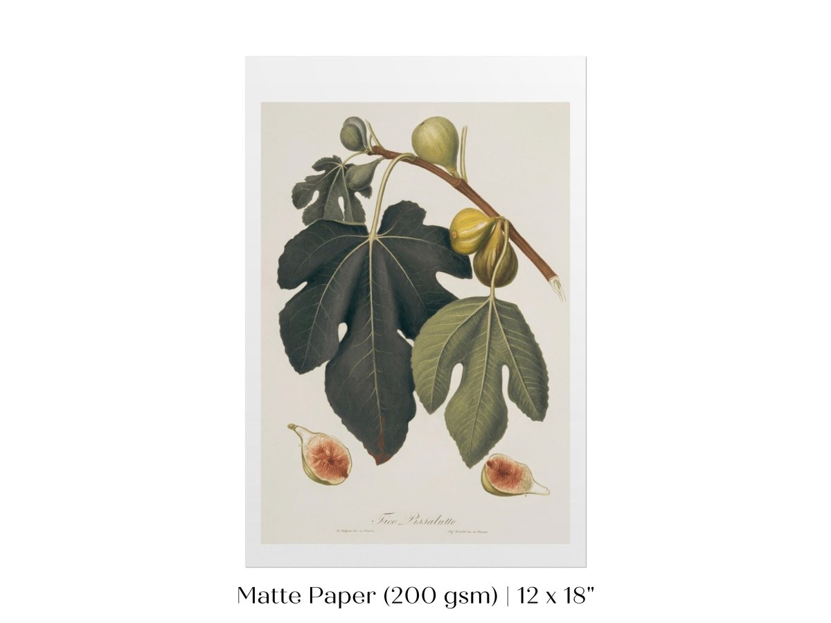 Fig Illustration | P403 - Single Art Prints - Piccolo Fiore Prints