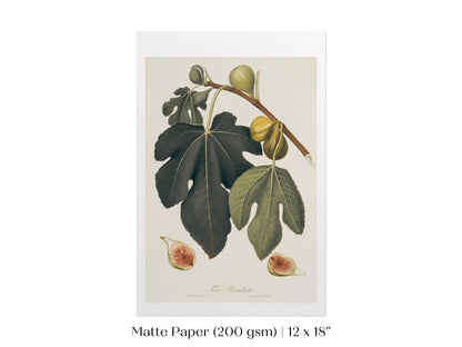 Fig Illustration | P403 - Single Art Prints - Piccolo Fiore Prints