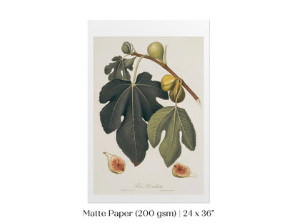 Fig Illustration | P403 - Single Art Prints - Piccolo Fiore Prints